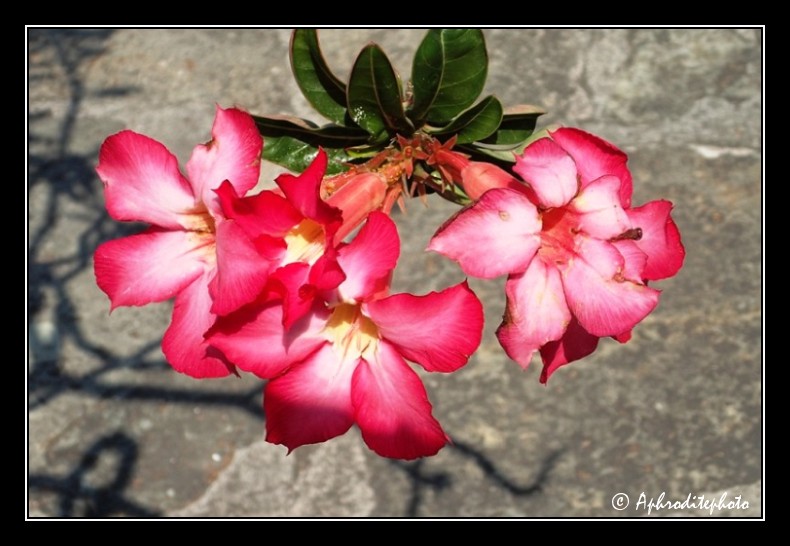 036 Fleurs